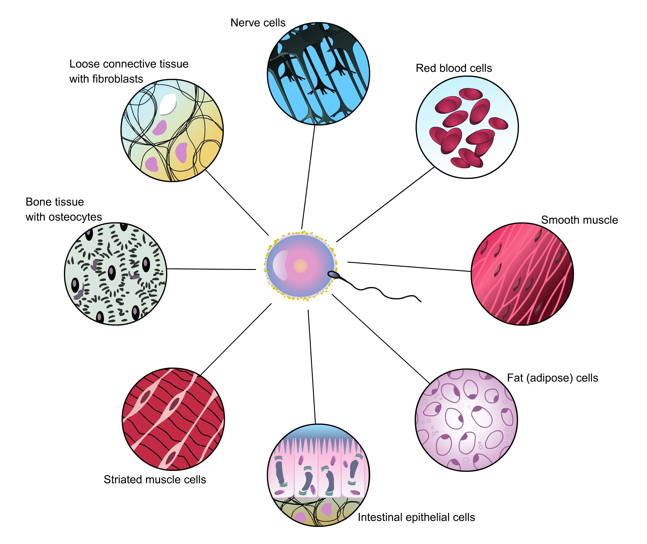 细胞生物学课件培训机构那家好？